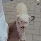كلب بودل للبيع