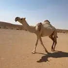 ضروبه كفو شقحاء