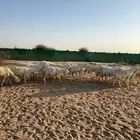 غنم مراح وسم واحد للبيع