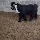 فحل عارضي مزيون