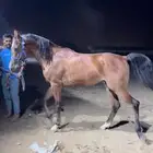 حصان شعبي