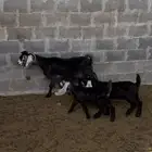 عنز عارضيه معها تيس وجفره
