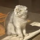 سكوتش فولد ذكر سنة ونصف
