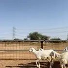 رخال صنف الصنف