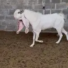 تيس هولندي ابيض