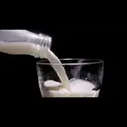 لبن بقر وحليب بقر