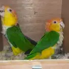 جوز كايك وايت بلي منتج