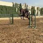 حصان تدريب
