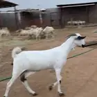 عنز بيشية صنف