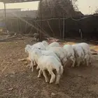 طليان كفوو