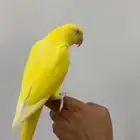 دره لاتينو