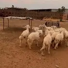 هرافى حريات