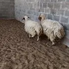ثنوات مغلقه شحم