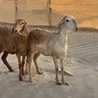 رخال سواكن صنف الصنف فواخر جذعات