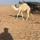 حشو للبيع