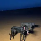 سلقه وارد الامارات بطله