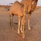 قعود للبيع شكل وسلاله