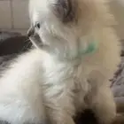 قطة هملايا لتبني الدوادمي