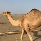 بكره مفروده كفو ابوها باتلي