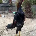 شامو