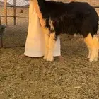 البجاديه