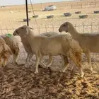 11 رخل دفيع على الشرط فحصتها يوم الاحد الماضي