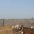 بقر مناتيج