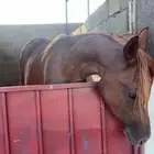 مهره شعبيه للبيع