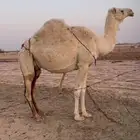 ناقة عشرا مبيوع حاشيها الخرج