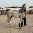 حصان شعبي فاخر