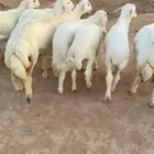بهم حري