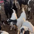 معزاء لبيع
