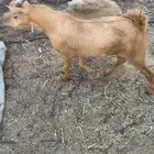 تيس جذع ذبيحه
