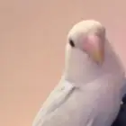 روز والبينو زوجين