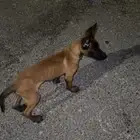 جرو مالينو بيور
