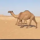 لبيع الناقه