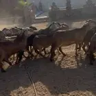 سواكن مقاني 19 راس