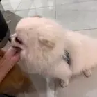 Pomeranian for Sale in Jeddah