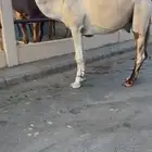 البعير الكفو