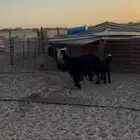 شاه رغوث