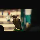 استعراض طيور في جميع انواع الاحتفالات (صقور)