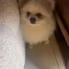 جرو للبيع بومرينان في جده