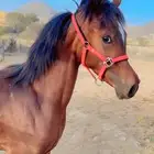 مهره عربية ورق