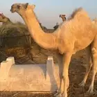 بكره وضحاء طيبة عمره 8 شهور