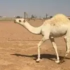 حاشي للبيع الموقع حايل
