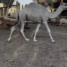 قعود مفرود شحمم