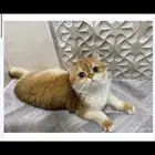للبيع قط اسكوتش استريت قصير القامة منتج العمر سنه ونص