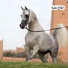 للبيع فرس شعبية
