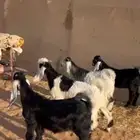 تيوس كفو وهرافى نجد((( تم البييع الله يبارك للجميع )))