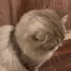 قط سكوتش ذكر عمره10شهور